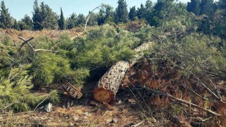ETSN Binəqədi rayonunda ağacların kəsilməsi ilə bağlı araşdırma aparıb