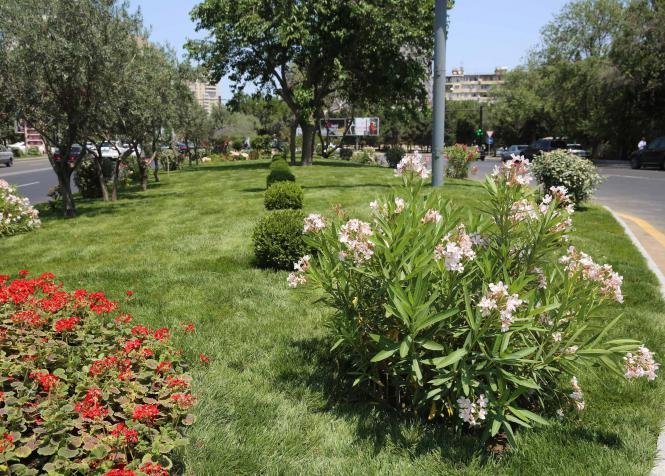 Dövlətə sədaqətlə xidmət edən rəhbər – Qadir Məmmədov